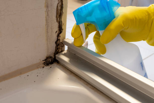 Best Insurance-Related Mold Remediation in Wellman, IA